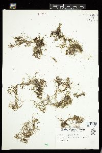 Cladophora catenata image