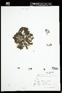 Cladophora prolifera image