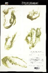 Ulva flexuosa subsp. paradoxa image