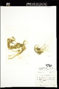 Ulva flexuosa subsp. paradoxa image