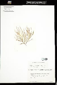 Agardhiella ramosissima image