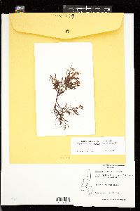 Chondracanthus canaliculatus image