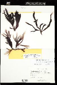 Chondracanthus exasperatus image