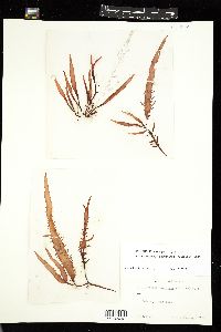 Chondracanthus harveyanus image