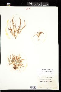 Chondria dasyphylla image