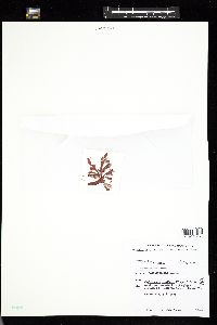 Coccotylus truncatus image