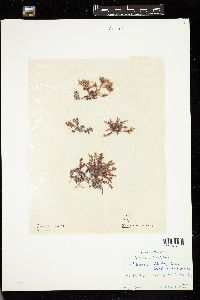 Gelidium latifolium image
