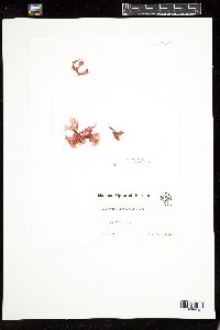 Kallymenia limminghei image