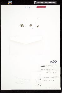Kallymenia limminghei image
