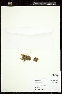 Sphacelaria cirrosa image