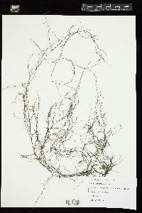 Gracilaria vermiculophylla image