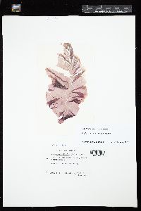 Porphyra purpurea image