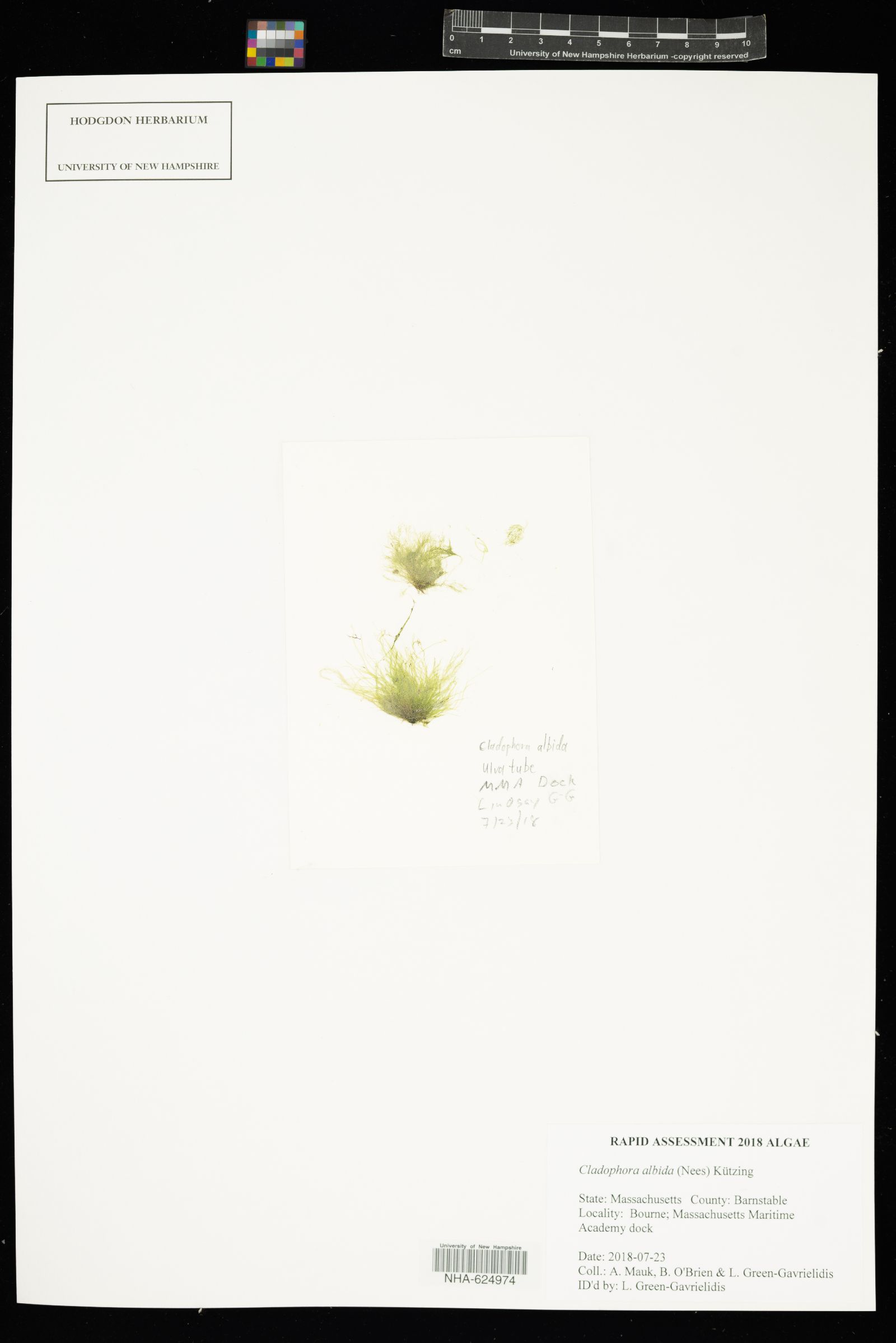 Cladophora albida image