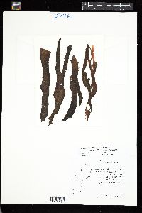 Phycocelis crouaniorum image