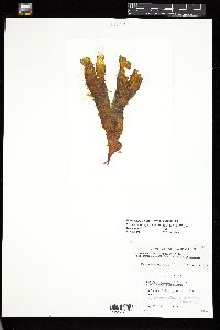 Phycocelis crouaniorum image