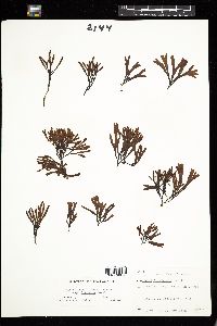 Fucus distichus subsp. distichus image