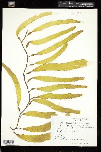 Macrocystis pyrifera image