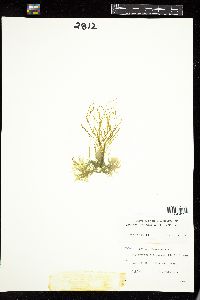 Petalonia zosterifolia image