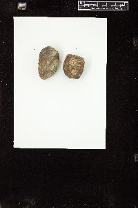 Petroderma maculiforme image