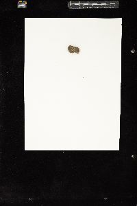 Pseudolithoderma extensum image