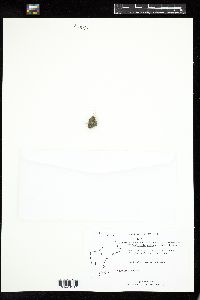 Stragularia clavata image
