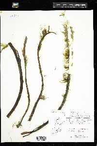 Ectocarpus fasciculatus image