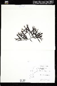 Fucus distichus subsp. distichus image