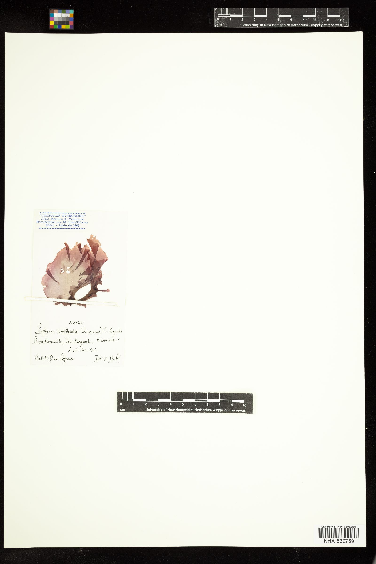 Pyropia hollenbergii image