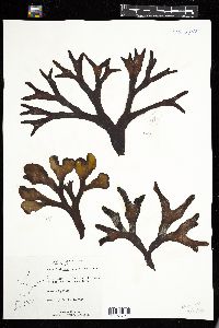 Fucus evanescens image