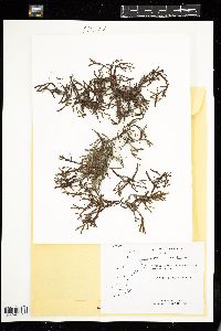 Fucus spiralis image