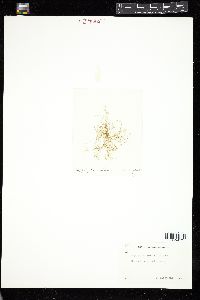 Haplospora globosa image