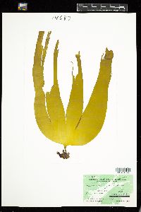 Laminaria digitata image