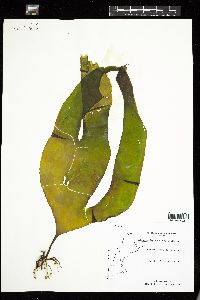 Laminaria digitata image