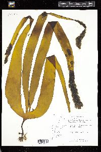 Laminaria digitata image