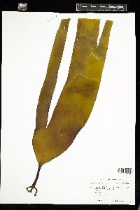 Laminaria digitata image