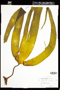 Laminaria digitata image