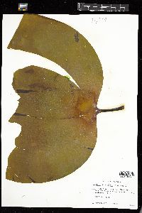 Laminaria digitata image