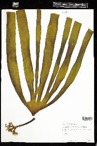 Laminaria digitata image