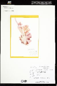 Pyropia spathulata image