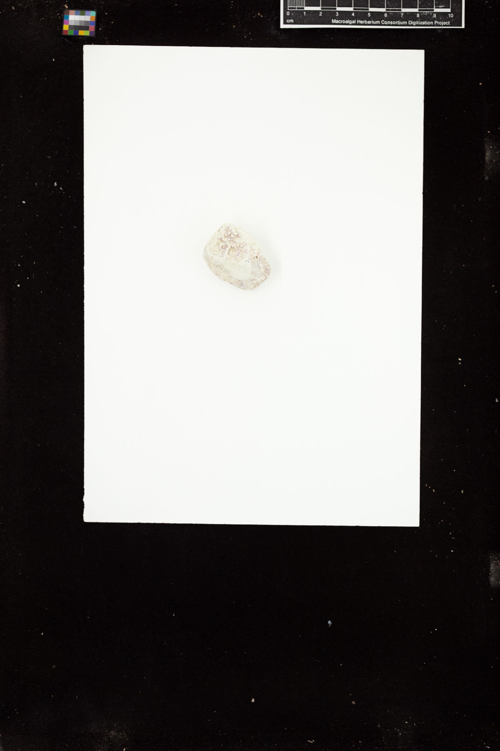 Phymatolithon lamii image