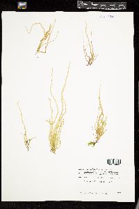 Ulonema rhizophorum image
