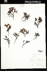 Mastocarpus stellatus image