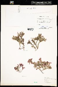 Phyllophora pseudoceranoides image