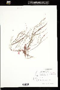 Pterothamnion villosum image