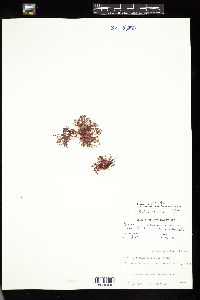 Plocamium cartilagineum image