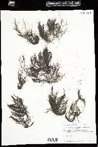 Polysiphonia nigra image