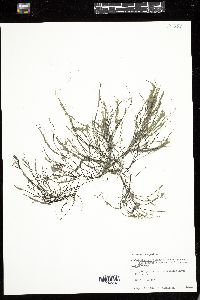 Polysiphonia elongata image