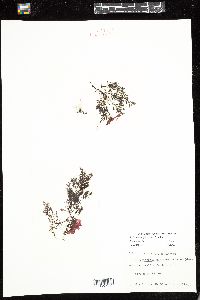 Polysiphonia fucoides image