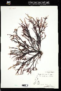 Prionitis lanceolata image