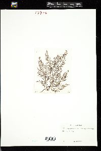 Pterochondria woodii image